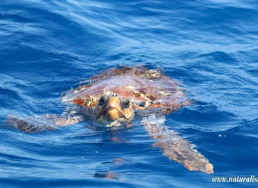 Trekking, Azzorre trekking tra vulcani e balene
