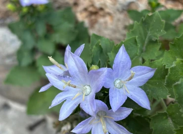 Trekking, Liguria: trekking weekend to discover Finale Ligure
