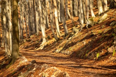 Trekking, Foliage nella Foresta della Barbottina a Calizzano