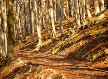 Trekking, Foliage nella Foresta della Barbottina a Calizzano
