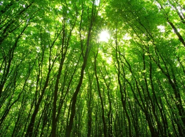 Trekking, Foresta Umbra - Puglia