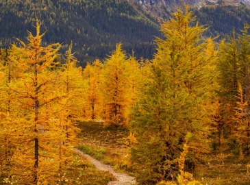 Trekking, Sentiero nel Bosco delle Navette da Upega