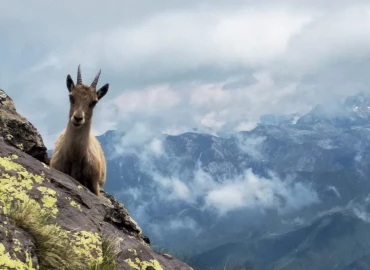 Trekking, Hiking in Valle Gesso between wolves and chamois