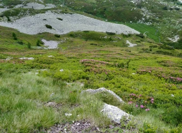 Trekking, The most beautiful forests of the Dolomites